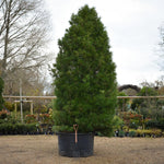 Sciadopitys Verticillata | Japanese umbrella tree - Specimen Tree - Height 350-380cm - 500lt