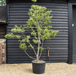 Tilia henryana | Henry's Lime - Bushy - Height 260-280cm - 130lt