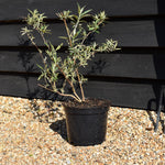 Buddleja 'Nanho Blue' Height 40-60cm - 5lt