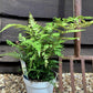 Dryopteris erythrosora | Autumn Fern - 20-30cm - 2lt