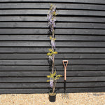 Wisteria floribunda ' Domino ' - Cane - Height 150-200cm - 3lt