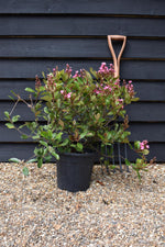 Rhaphiolepis umbellata (pink) | Yeddo - 90cm, 10lt