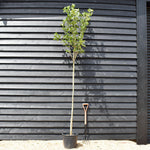 Broad-leaved Cockspur Thorn | Crataegus Persimilis 'Prunifolia' - Height 200 -230cm - Girth 6-8cm - 30lt