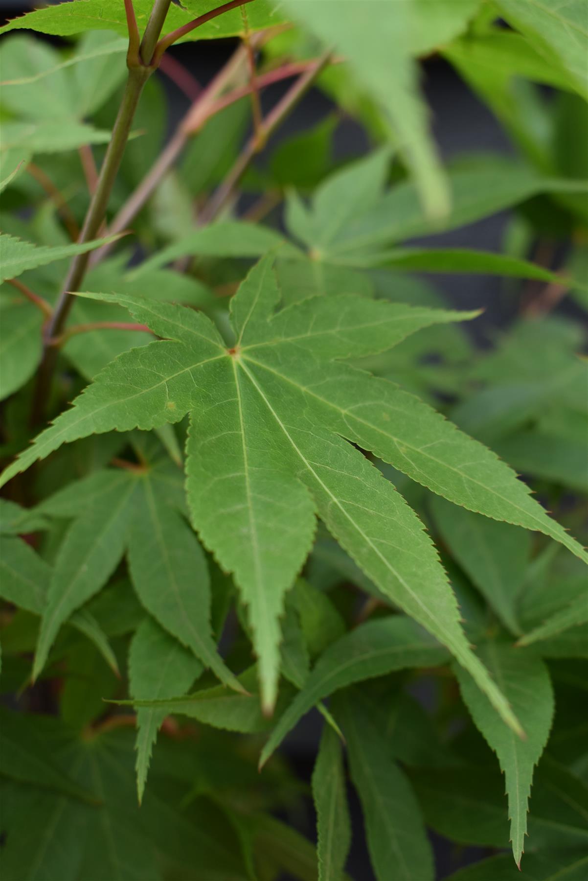 Acer palmatum 'Osakazuki' | Japanese Maple - Bushy  - Height 50-70cm - 4lt