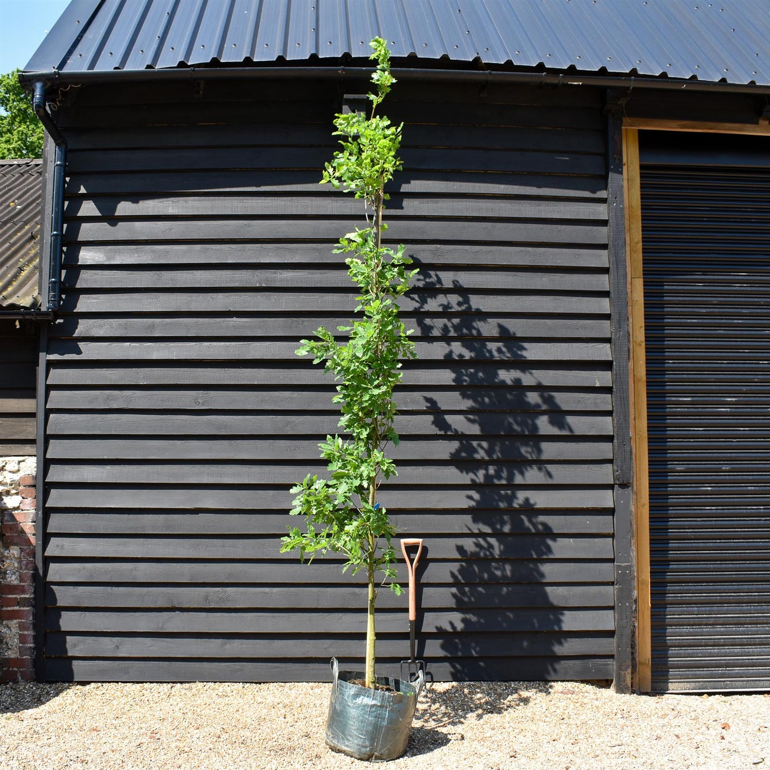 Quercus robur 'Fastigate Koster' - Feathered - Height 350-380cm - 45lt
