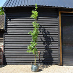 Quercus robur 'Fastigate Koster' - Feathered - Height 350-380cm - 45lt