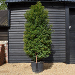 Portuguese Laurel | Prunus lusitanica 'Angustifolia' - Bushy - Height 290-300cm - Width 110-120cm - 130lt
