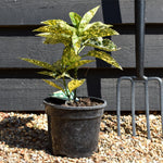 Aucuba japonica 'Mr Goldstrike' - 10-30cm - 2lt