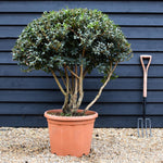 Osmanthus x burkwoodii | Burkwood Osmanthus - Parachute - Height 100-110cm - Width 100cm - 55lt