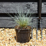 Festuca Glauca 'Intense Blue' - 20-25cm, 3lt