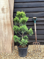 Cuprocyparis leylandii 'Gold Rider' - PonPon - 110-120cm, 10lt