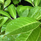 Cherry Laurel Hedging | Prunus laurocerasus Rotundifolia  - Pot Grown - 100-150cm - 20lt