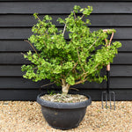 Ginkgo biloba 'Troll' | Maidenhair Tree - Bushy - Bowl - Height 100-110cm - 50lt