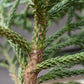 Cryptomeria japonica 'Little Champion' | Japanese Cedar - Height 30-40cm - Width 40cm - 8lt