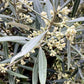 Olive Tree | Olea Europea 1/2 Std - 100-110cm, 50lt