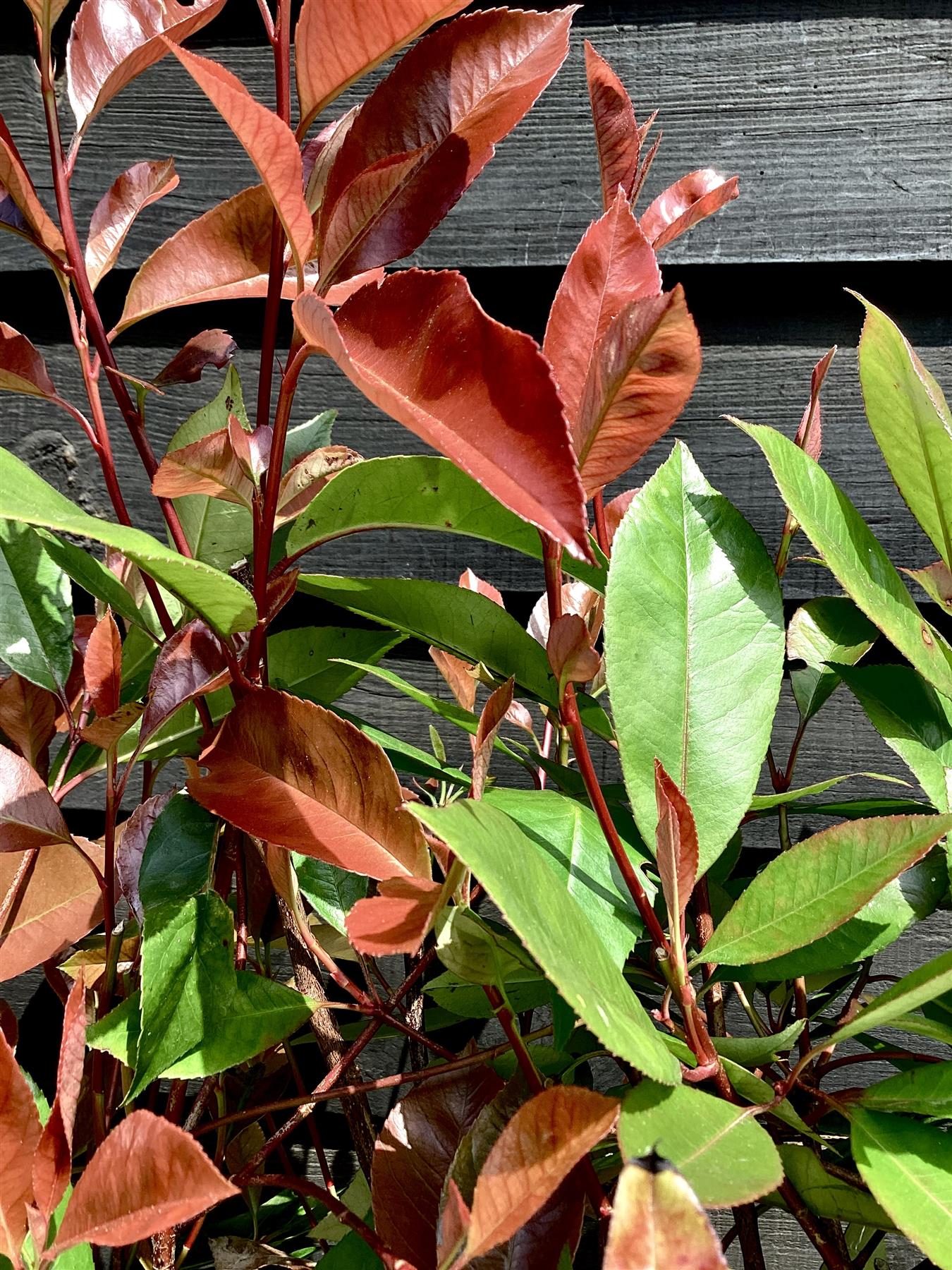 Photinia Red Robin | Christmas berry 'Little Red Robin' - Frame - 140-150cm, 18lt