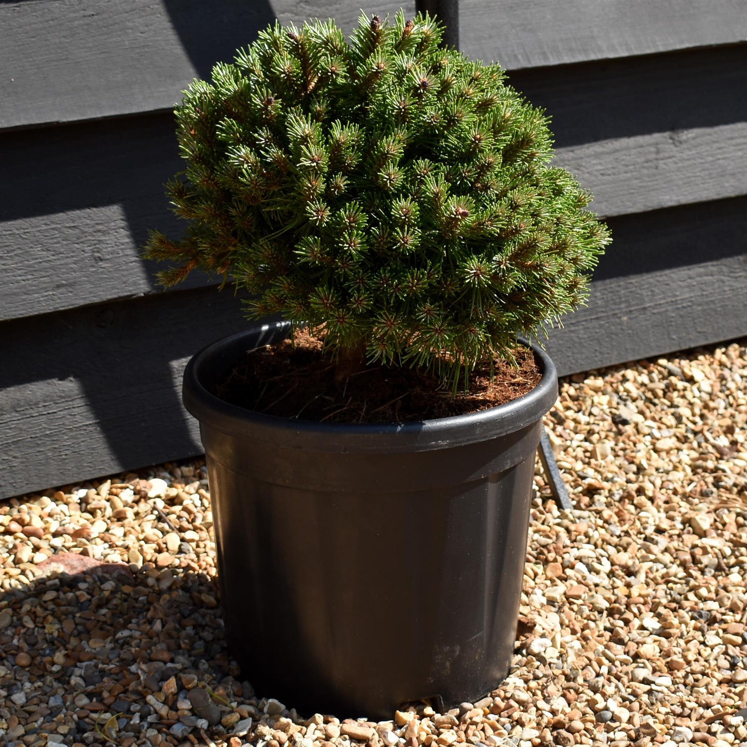 Pinus mugo 'Benjamin' - Height 20-25cm - Width 30-40cm - 8lt