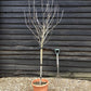 Magnolia Heaven Scent 1/2 Standard - 160-180cm, 25lt