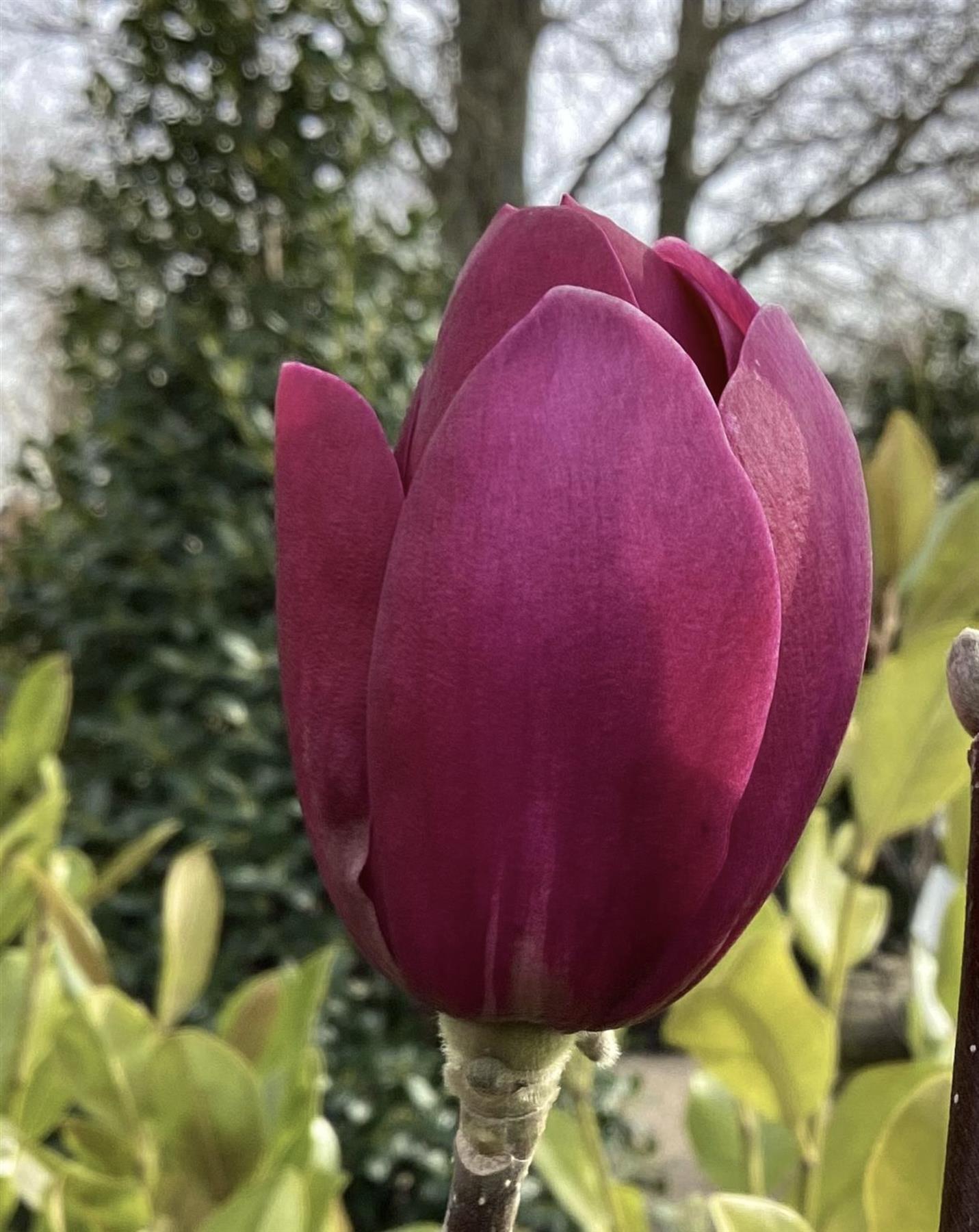 Magnolia Black Tulip 1/4 Standard - 190-225cm - 18lt