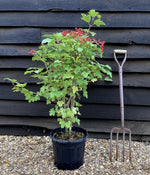 Viburnum Opulus "Compactum" 80 - 100 cm