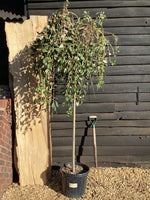Salix caprea 'Kilmarnock' | Weeping Pussy Willow - 230-240cm, 30lt