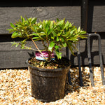 Azalea Japonica 'Blue Danube' - Height 10-20cm - Bushy - 2lt