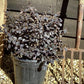 Loropetalum chinense Black Pearl | Chinese Fringe Flower - 90-100cm, 10lt