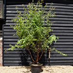Tibetan Cherry - Prunus serrula - Multistem - Height 260-280cm - 60lt