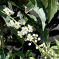 Prunus lusitanica | Portuguese Laurel Cherry - 200-220cm, 20lt