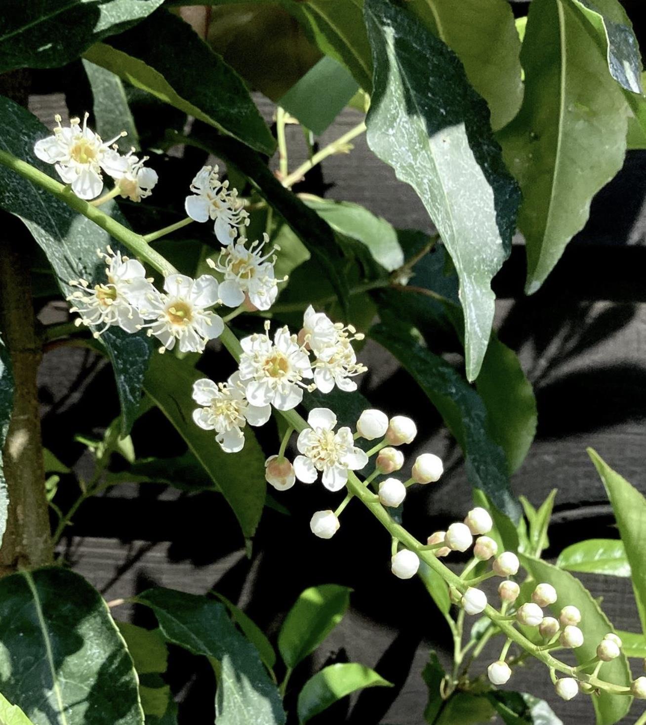 Prunus lusitanica | Portuguese Laurel Cherry - 200-220cm, 20lt