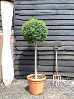 Ligustrum jonandrum | Delavay Privet Tree 1/2 std - 90-120cm, 30lt