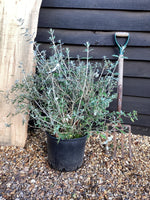 Teucrium fruticans | Tree Germander - 50-100cm, 10lt
