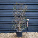 Abelia Grandiflora | Glossy Abelia - Frame 75cm x 130cm - Height 150cm - 35lt