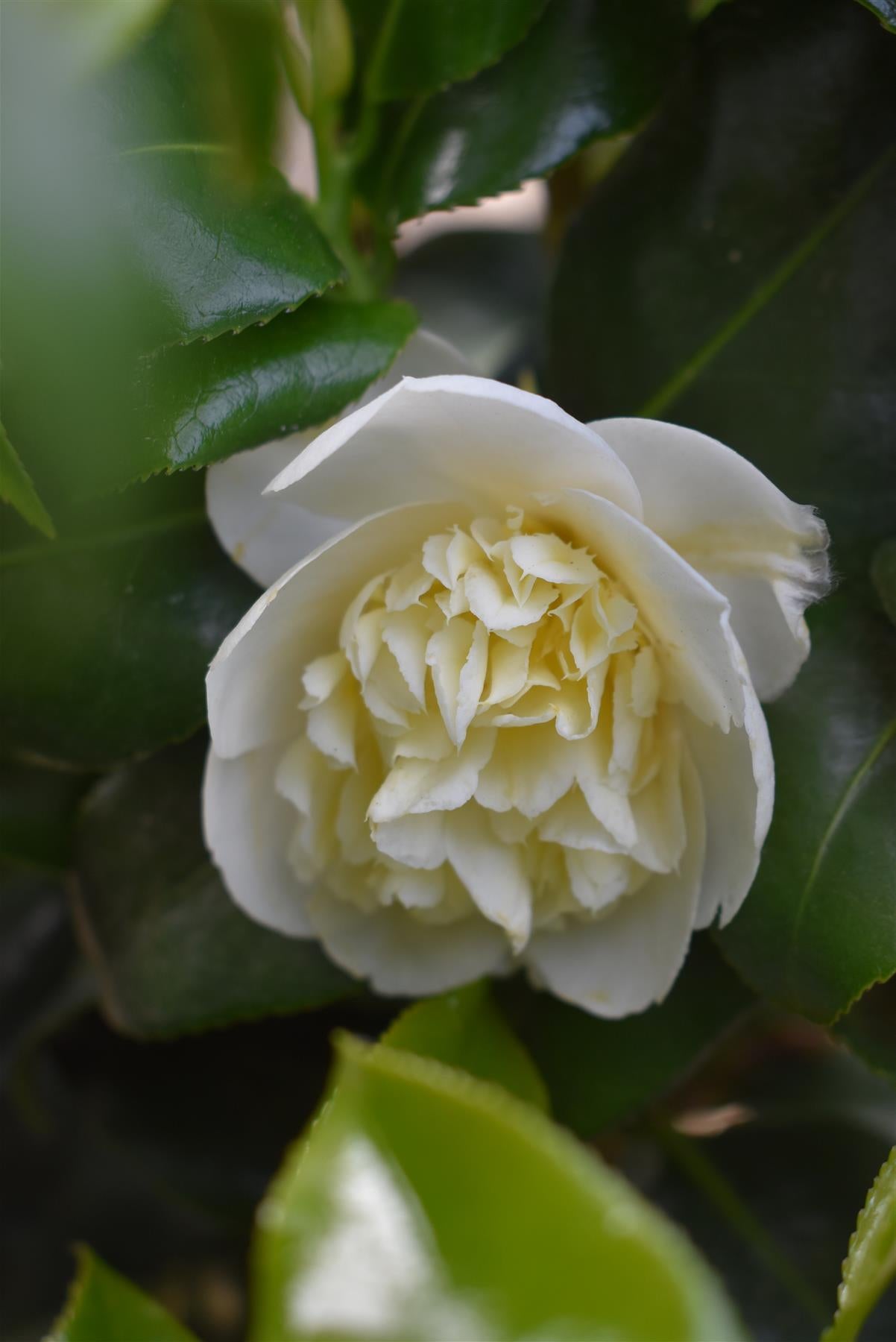 Camellia Brushfields Yellow - 80-100cm - 25lt