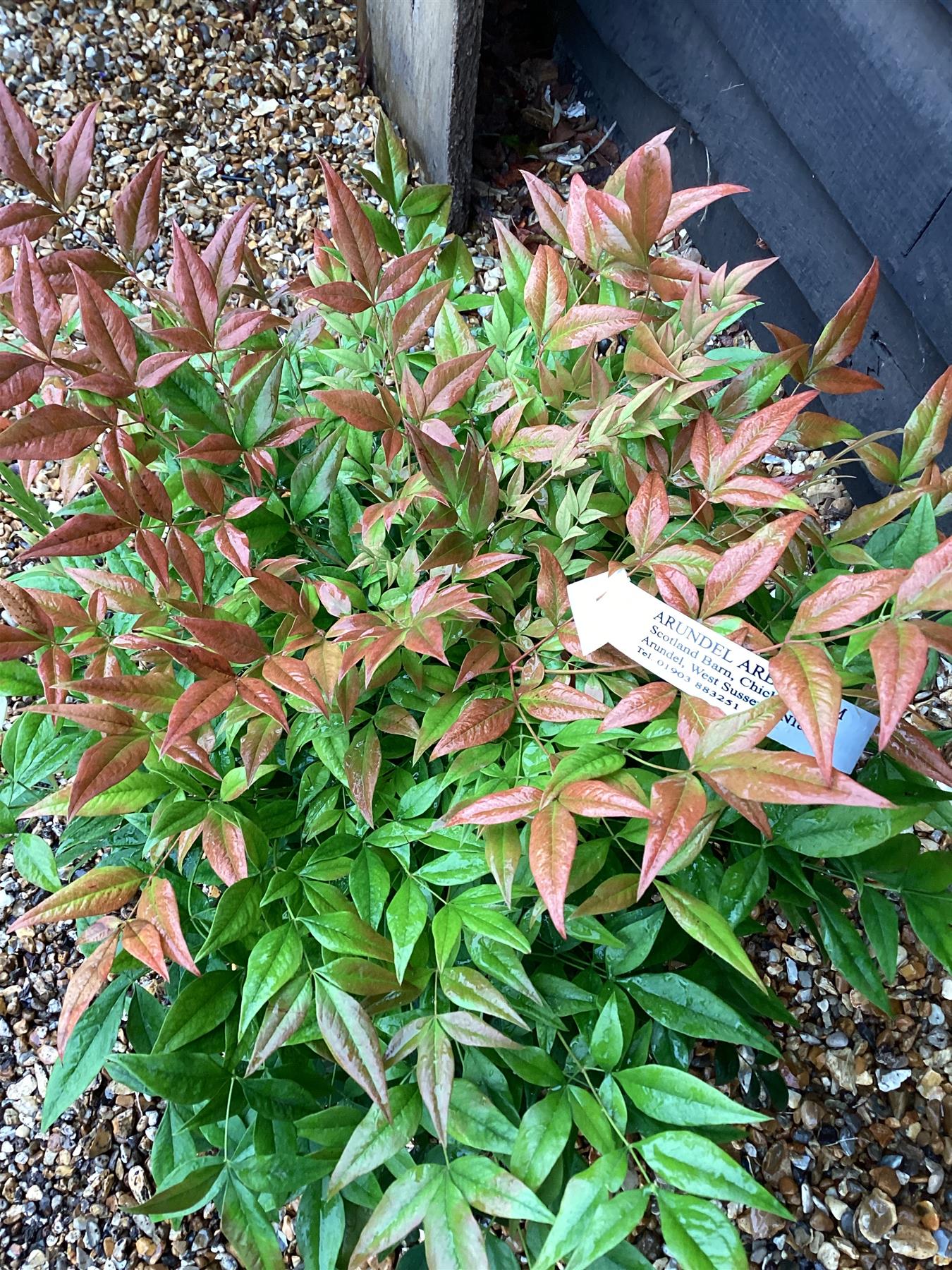 Nandina domestica 'Gulf Stream' - Height 60-70cm - 20lt