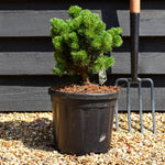 Pinus mugo 'Picobello' - Height 20-30cm - 6lt