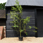 Red Alder | Alnus rubra - Height 300-350cm - Girth 10-12cm - 55lt