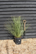 Dazylirion Serratifolium | Sandpaper Sotol - Height 90cm - 12lt