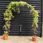 Wisteria sinensis - Arch Mixed - Prolific/Golden King - Height 250cm - 25lt