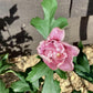 Hibiscus syriacus 'Leopoldii' | Rose of Sharon 'Leopoldii' - 50-60cm, 10lt