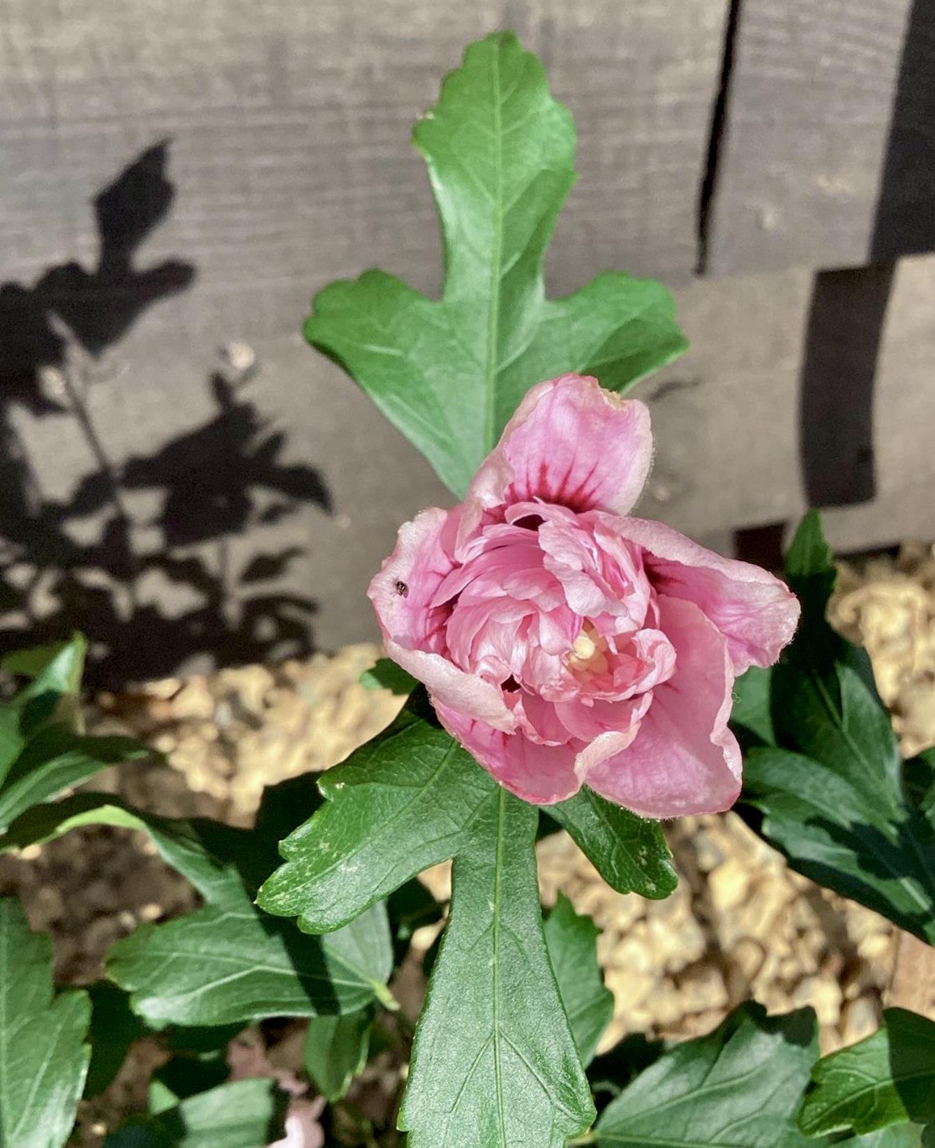 Hibiscus syriacus 'Leopoldii' | Rose of Sharon 'Leopoldii' - 50-60cm, 10lt