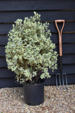 Pittosporum 'Garnettii' - 90-100cm - 12lt