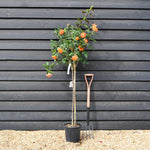 Rose 'Albicocca Sfumato Rame' - Clear Stem 80-90cm - Height 130-160cm - 18lt