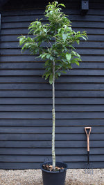 Sweet Chestnut | Castanea sativa - Height 250-300cm - Girth 14-16cm - 30-50lt