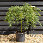 Weeping Japanese maple 'Dissectum' | Acer palmatum 'Dissectum' - Clear Stem 50cm - Height 80-90cm - 15lt