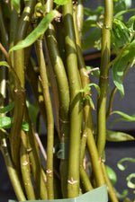 Salix matsudana Tortuosa | Wiggerly Willow - Tree - Height 180-220cm - 12lt