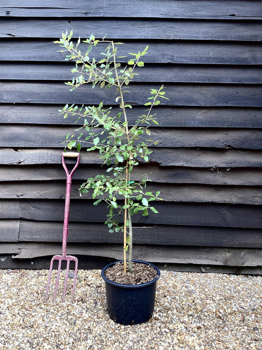 Quercus Ilex | Holm Oak - 130-140cm, 20lt