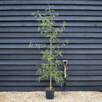 Alnus Glutinosa Imperialis - Alder Imperialis - Height 220-260cm - 12lt