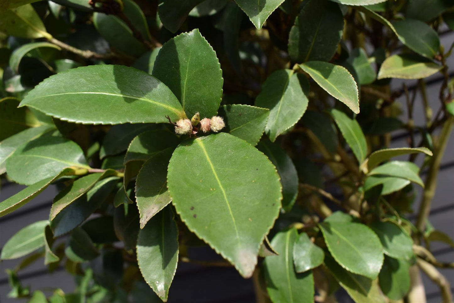 Camellia sasanqua - Multistem - Large Shrub - Height 250-270cm - 180lt