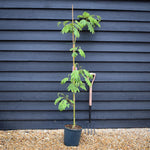 Albizia julibrissin Omberella | Silk Tree - Height 140-150cm - 12lt